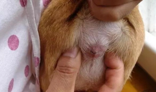 狗狗洗澡需要注意点什么?这些事情,你都知道吗 狗狗洗澡需要注意点什么?这些事情,你都知道吗