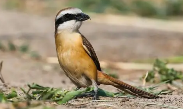 红尾伯劳能活多久？饲主来了解下吧