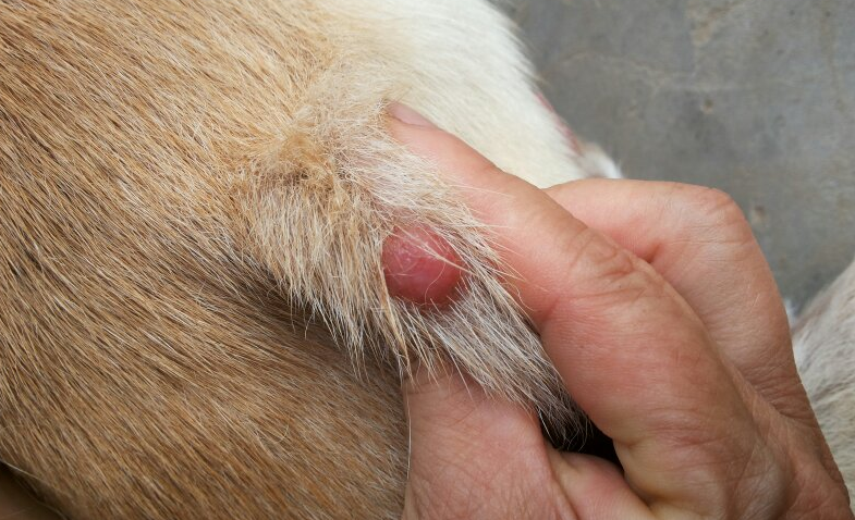 狗狗后背有个硬疙瘩，主人要注意了