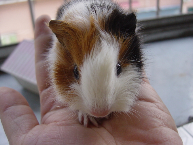 荷兰猪是仓鼠不？这篇文章给你答案~