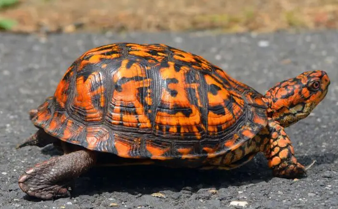 卡罗莱纳箱龟怎么挑?方法在这里! 卡罗莱纳箱龟怎么挑?方法在这里!