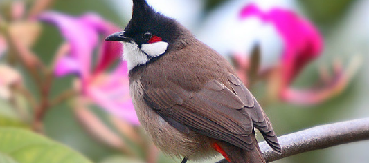 红耳鹎多少钱？你知道吗？