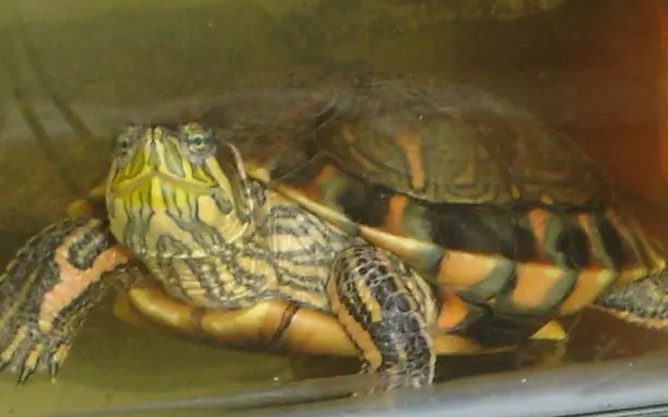 南美彩龟好养吗？来get一下吧