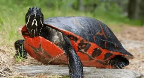 火焰龟喂什么能红？来了解下吧