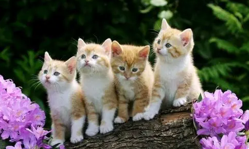 一天给猫咪喂食一根猫条会不会多？