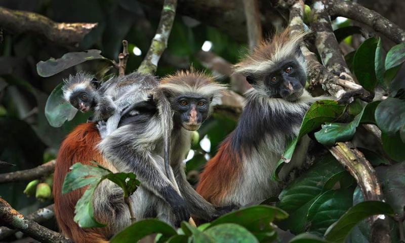 你以为只有骆驼会反刍吗？这种沃尔德伦红疣猴也可以！