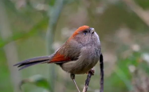 蓝点颏公母怎么分?小编给你总结全了 蓝点颏公母怎么分?小编给你总结全了