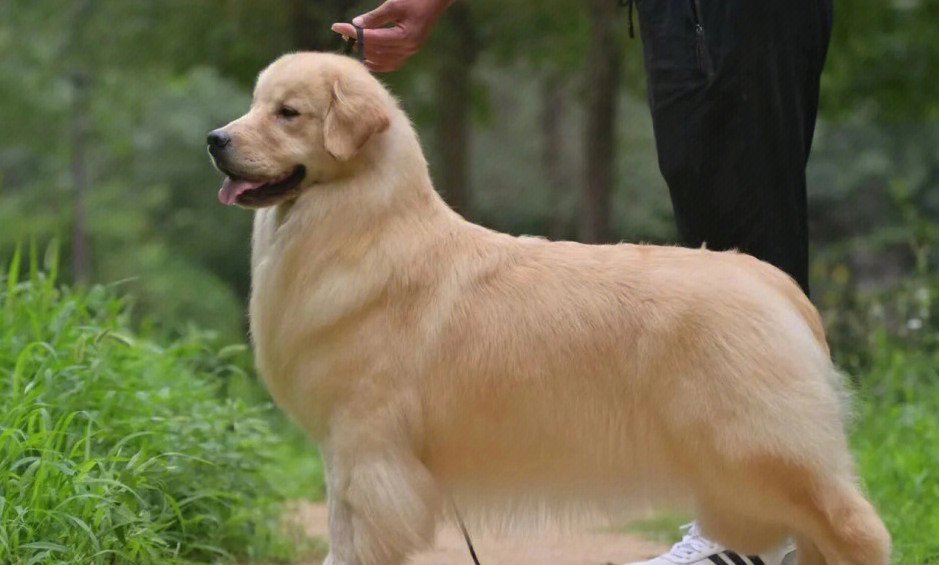 黄金猎犬和金毛的区别在这里
