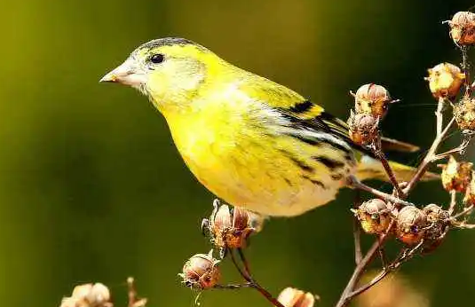 萌宠喂养小知识：黄雀鸟吃不吃水果