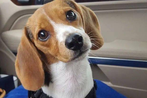 狗可以吃苹果吗?想知道的来看看 狗可以吃苹果吗?想知道的来看看