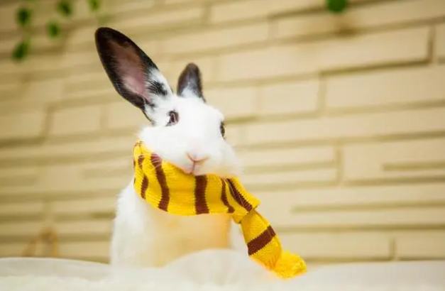 宠物寄养店怎么运营