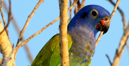 蓝头鹦哥多少钱一只？想知道的来看看