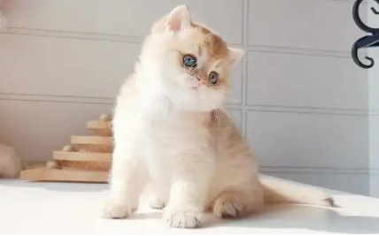 纯种金点猫的标准是什么？一文替你解答！