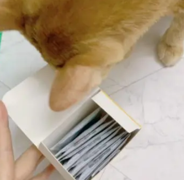 这5种情况猫咪需要喂宠物益生菌 别忽视！