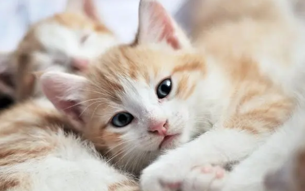 垃圾分类开始了，用过的猫砂是啥垃圾，你搞清了吗？