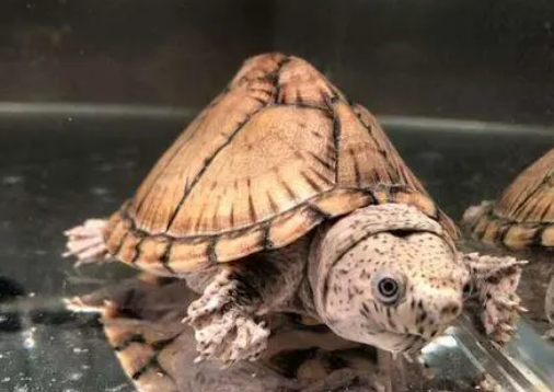 剃刀龟可以和什么鱼一起养,养的人来看看吧 剃刀龟可以和什么鱼一起养,养的人来看看吧