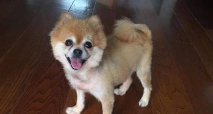 俊介犬和博美的区别有哪些？我来告诉你