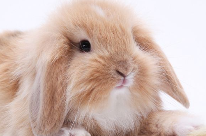 侏儒垂耳兔咬人吗？饲养须知~