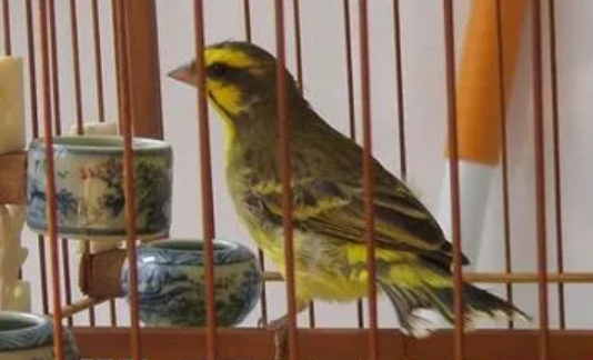 金青鸟多少钱一只？这些特征要注意