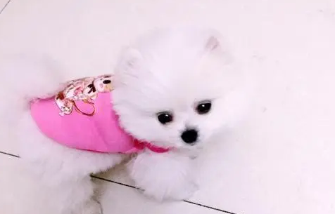 狗多大开始吃钙片