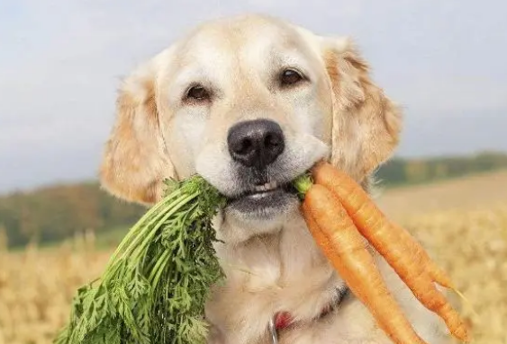 狗粮会对狗狗带来危害，很多人都被蒙在鼓中