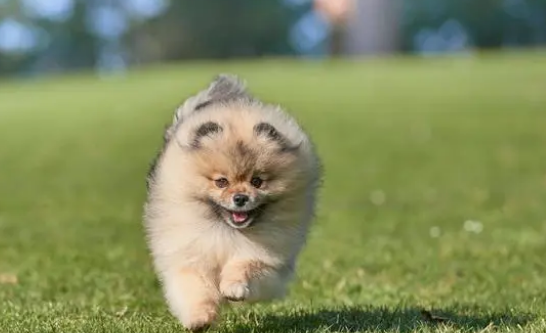 养狗须知：狗狗钙片需要天天吃吗