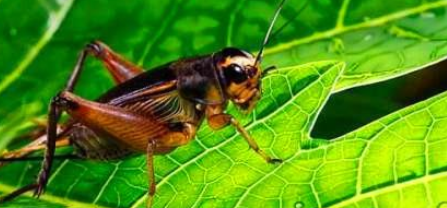 说说笼养鸟的昆虫饲料