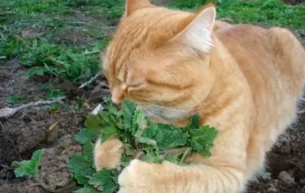 猫咪为什么要吃草？猫草怎么种植？