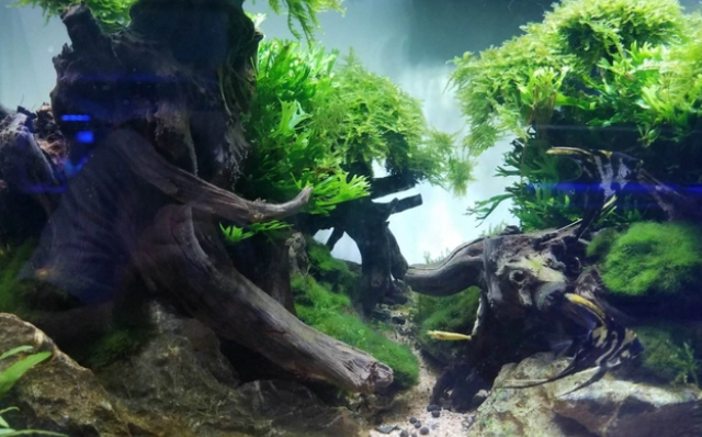 鱼缸造景，水草烂根该如何解决？我来告诉你