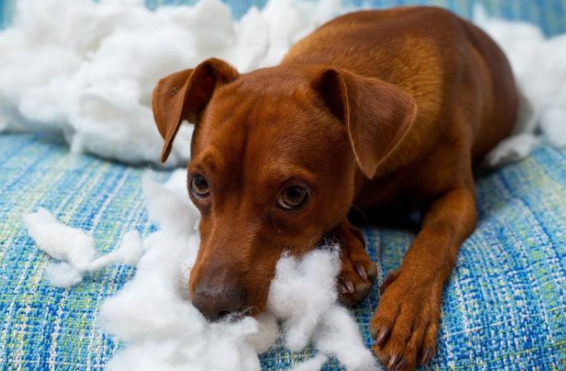 狗狗贫血是什么原因？这篇文章告诉你