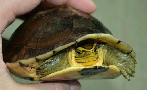 安布闭壳龟怎么分公母？此文有答案！