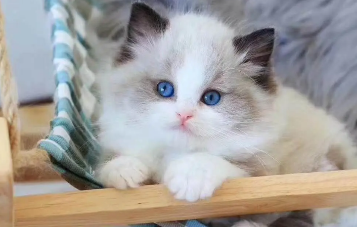 布偶猫怎么爆毛？这三点一定要知道