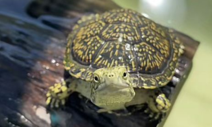 来告诉你流星泽龟保护级别吧! 来告诉你流星泽龟保护级别吧!