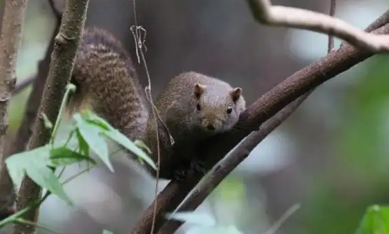 想知道蓝腹松鼠最爱吃什么?快来看看这篇文章! 想知道蓝腹松鼠最爱吃什么?快来看看这篇文章!
