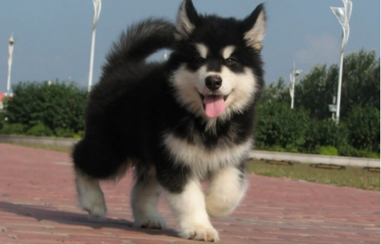 阿拉斯加智商排名第几？好奇就来看看吧~