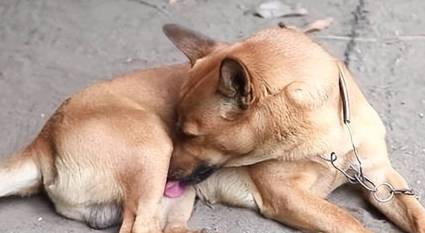 狗为什么总舔自己？原因在这里