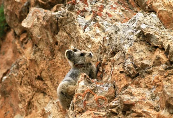 伊犁鼠兔是老鼠还是兔子，你知道吗？