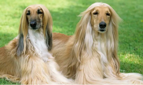 长耳朵长毛的狗狗都有什么品种，有没有你喜欢的呢~