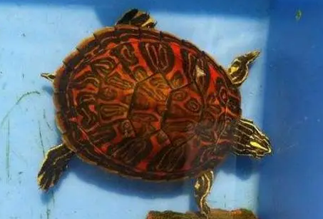 今日科普：火焰龟在哪里抓