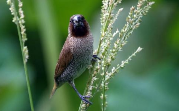 每日科普：野生斑文鸟怎么分公母？