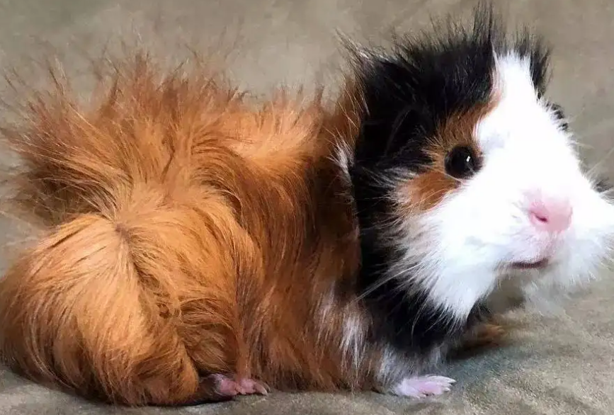 天竺鼠好养吗？一起来看看