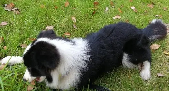 边牧几个月开始爆毛？铲屎官来瞧一瞧吧