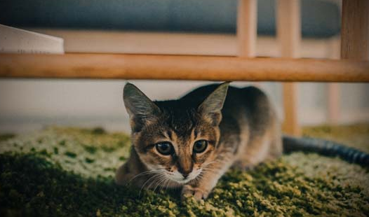 猫咪换了新环境有什么反应，我们需要做些什么?