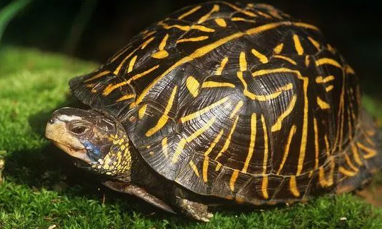 佛罗里达箱龟价格，给大家介绍一下！