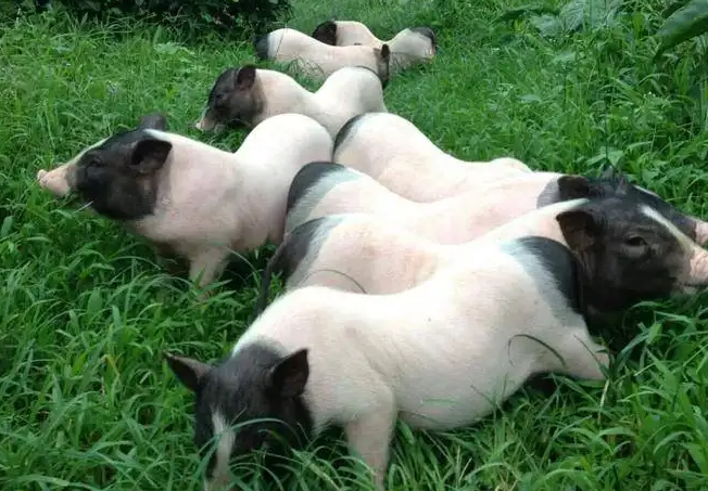 宠主科普：巴马香猪温度低会死吗？