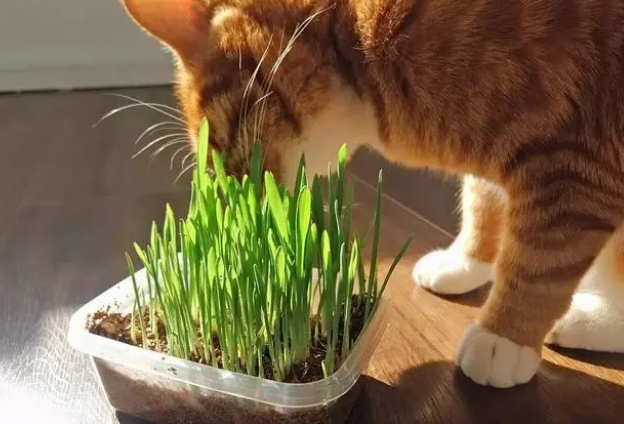 猫草的作用与功效？猫草的优点