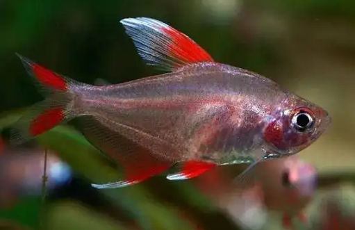 新大钩扯旗怎么养？小白们不要犹豫，点进来看看吧~