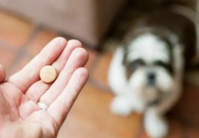 狗狗缺钙吃狗狗钙片方便有效