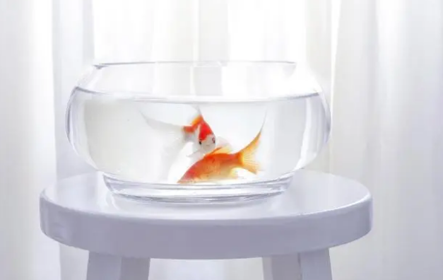 鱼缸里经常水质浑浊，每天换水太麻烦还浪费水，教你这样科学养鱼