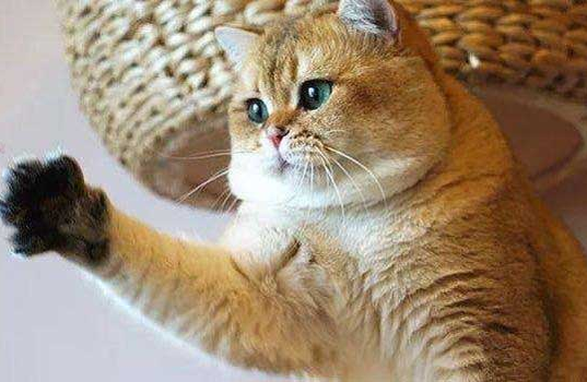 棕虎斑猫很便宜？这是为什么呢~